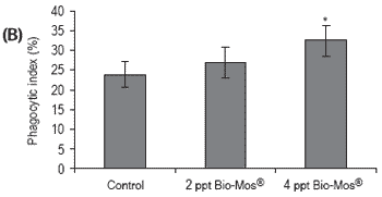Does feeding Bio-Mos® enhance immune system function and disease resistance in European sea bass (Dicentrarchus labrax)? - Image 12