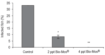 Does feeding Bio-Mos® enhance immune system function and disease resistance in European sea bass (Dicentrarchus labrax)? - Image 16