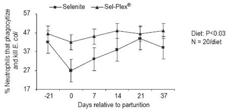 Effect of selenium source on production, reproduction and immunity of lactating dairy cows in Florida and California - Image 3