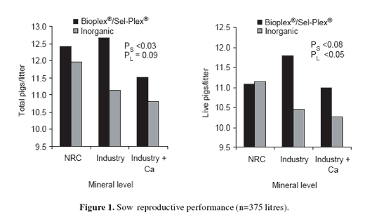 Enhancing sow reproductive performance by organic trace mineral (Bioplex® and Sel-Plex®) dietary inclusion - Image 2