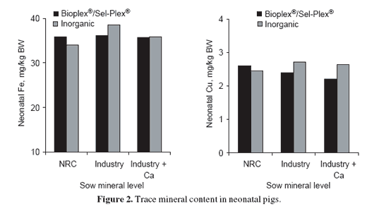 Enhancing sow reproductive performance by organic trace mineral (Bioplex® and Sel-Plex®) dietary inclusion - Image 3