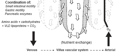 Nutrient recovery by the small and large intestine of fowl - Image 3