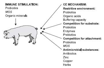 Mannanoligosaccharide: its Logical Role as a Natural Feed Additive for Piglets - Image 1