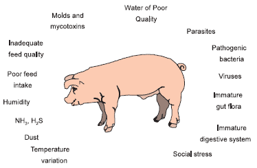 Mannanoligosaccharide: its Logical Role as a Natural Feed Additive for Piglets - Image 2