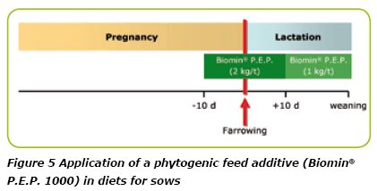 Biomin® P.E.P. : Unlocking Performance in Sow Nutrition - Image 8