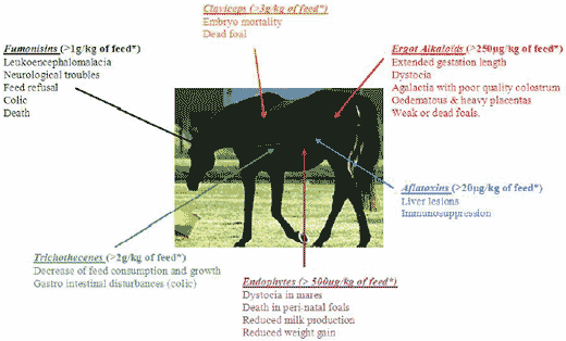 Mycotoxicosis in Horses: A Worldwide Concern!!! - Image 2