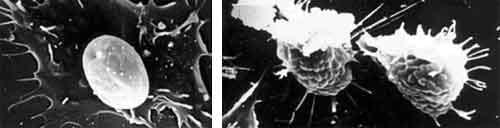 Immunological factors in Black Tiger shrimp, Penaeus monodon, Fabricius - Image 2