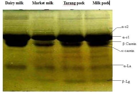 Milk Protein Behavior at High Temperature - Image 3