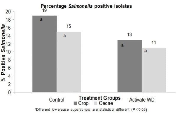 Use of an organic acid (Activate® wd) as field intervention to reduce Salmonella spp. in broiler chickens - Image 1