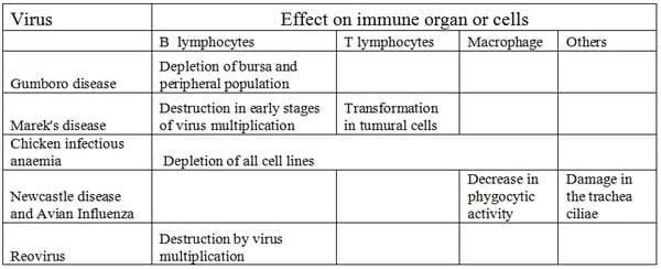 Immunosuppression in poultry causes and control - Image 1