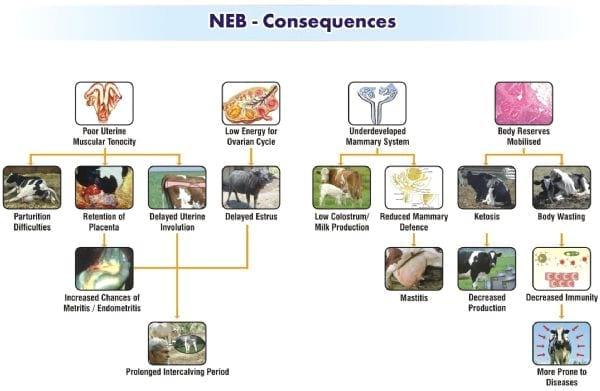 Negative Energy Balance. Consequences on Animal Production and Reproduction - Image 5