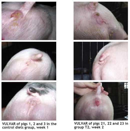 The effect of a mycotoxin adsorber on gilts - Image 4