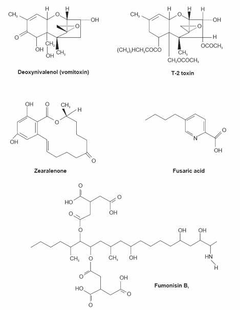 The biochemistry behind esterified glucomannans titrating mycotoxins out of the diet - Image 6