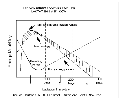 Using Body Condition Scoring in Dairy Herd Management - Image 1