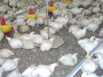 Why weigh broilers? - Image 3