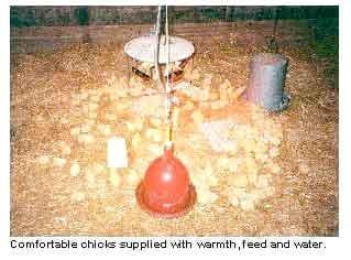 Brooding Temperatures for Small Poultry Flocks - Image 1