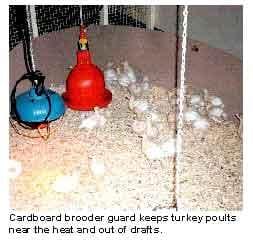 Brooding Temperatures for Small Poultry Flocks - Image 2