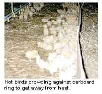 Brooding Temperatures for Small Poultry Flocks - Image 3