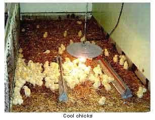 Brooding Temperatures for Small Poultry Flocks - Image 4