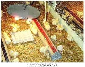 Brooding Temperatures for Small Poultry Flocks - Image 5