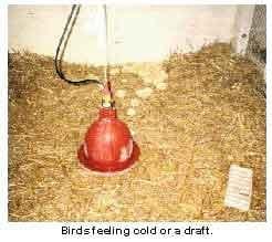 Brooding Temperatures for Small Poultry Flocks - Image 6