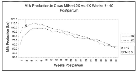 Strategies for Increasing Herd Milk Production Through More Frequent Milking - Image 1