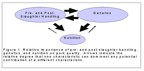 A Practical Look at Nutritional Attempts to Improve Pork Quality - Image 1