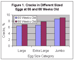 Egg Size and Shell Damage - Image 2