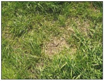Cultivated Pastures: Expert Advice – On the Way towards Top Quality Silage - Image 3