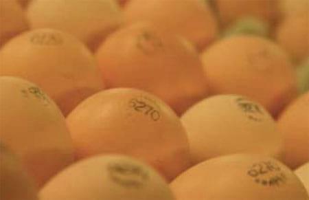 Storage of hatching eggs in the production process - Image 8
