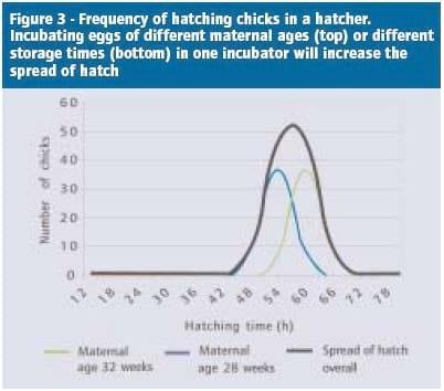 Maximising uniformity through top-level hatchery practice - Image 6