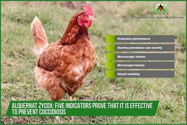 Alquernat Zycox: five indicators prove that it is effective to prevent coccidiosis - Image 1