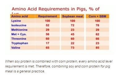 Research Shows Pigs Benefit from Soy-Protein Diet - Image 1