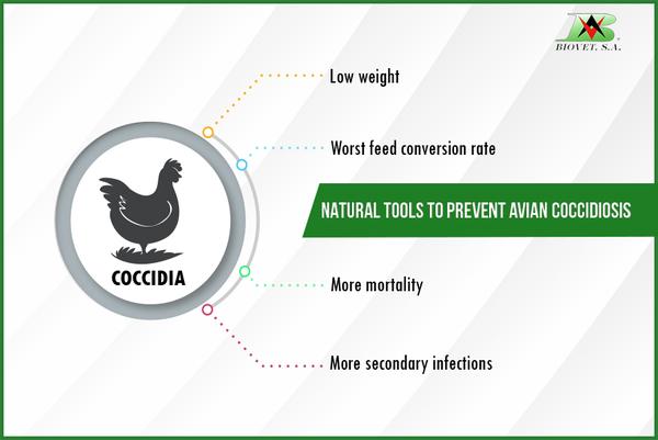 Natural tools to prevent avian coccidiosis - Image 1
