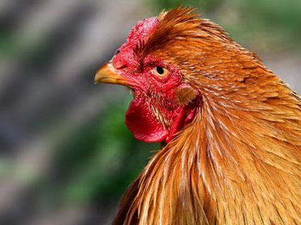 Alquernat Nebsui is a safe bet to improve poultry sector’s profitability - Image 1