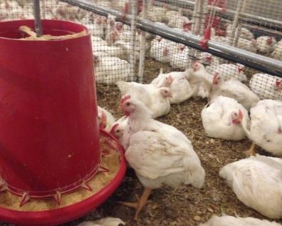 Naturally occurring compound could address poultry welfare and production issues - Image 1