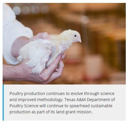 Texas A&M, industry partners usher in new era for Poultry Science Department - Image 1