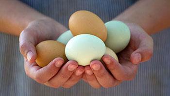 Food safety: Salmonella and Eggs - Image 2