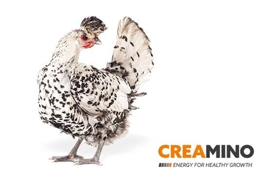 Creamino® obtains US approval for all poultry species - Image 1