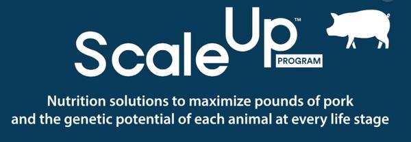 Novus International launches Scale Up™ program for Sows at PorciFORUM 2023 - Image 1