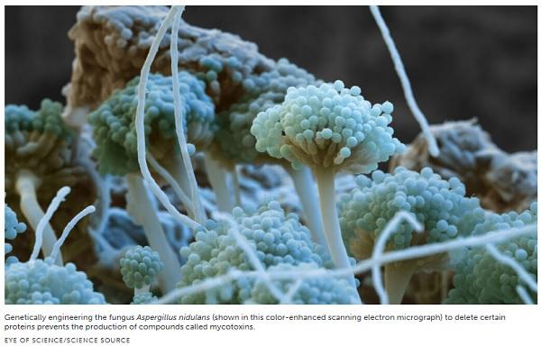 How fungi make potent toxins that can contaminate food - Image 1