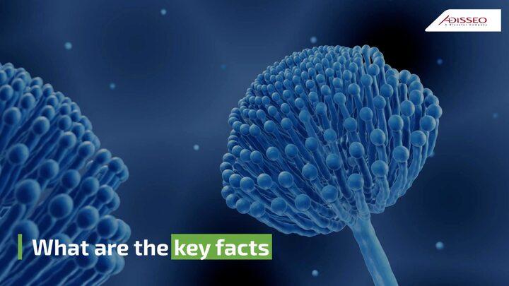 Key facts about mycotoxin binding