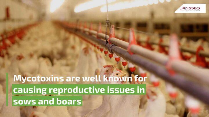 Mycotoxins in poultry breeders