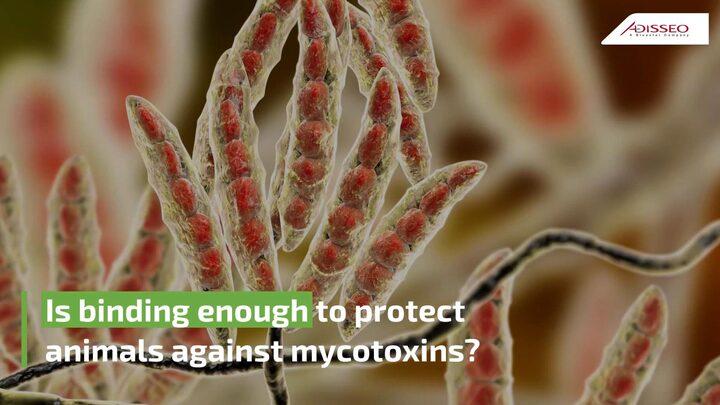 Is binding enough to protect animals against mycotoxins?