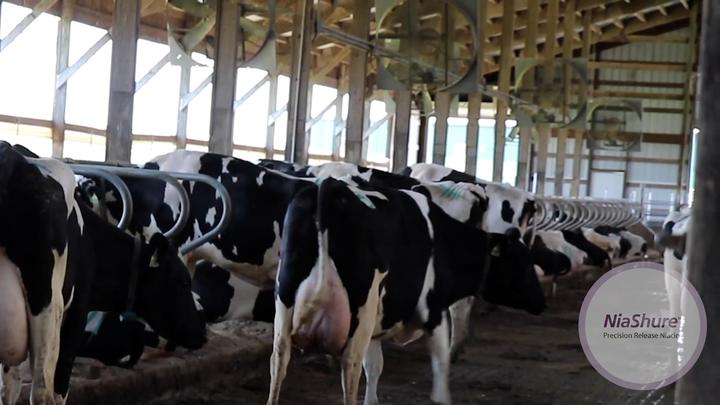 NiaShure™ for Heat Stress in Cows