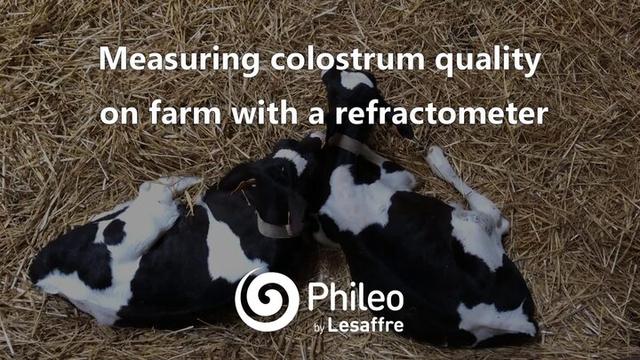 Measuring colostrum quality with Phileo experts