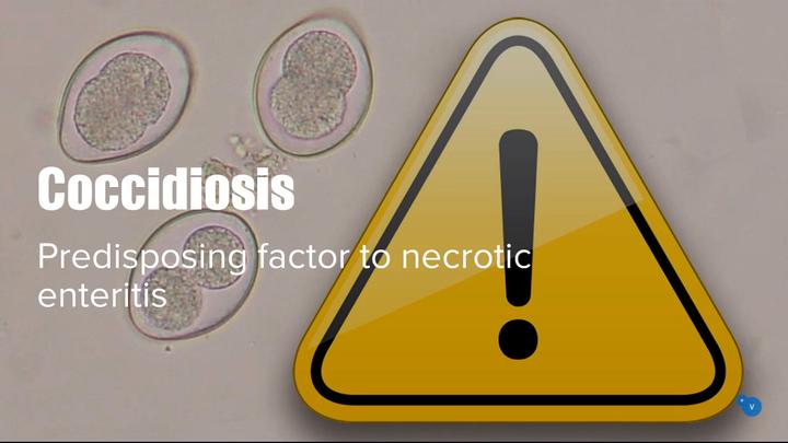 Coccidiosis as a key predisposing factor to necrotic enteritis