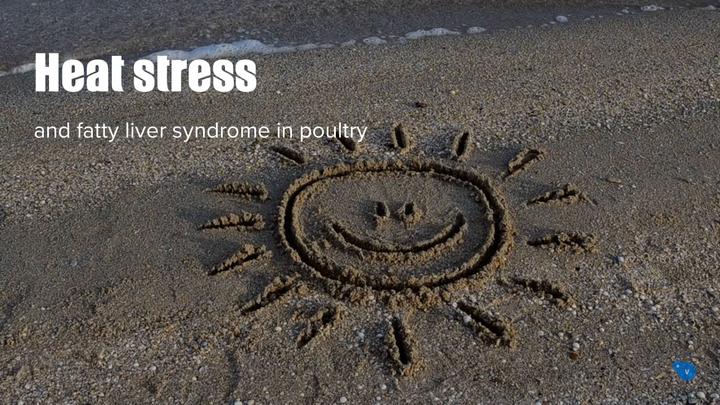 Heat stress and fatty liver hemorrhagic syndrome in poultry