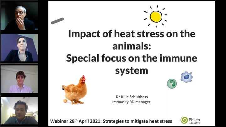 Heat Stress: Focus on the immune system