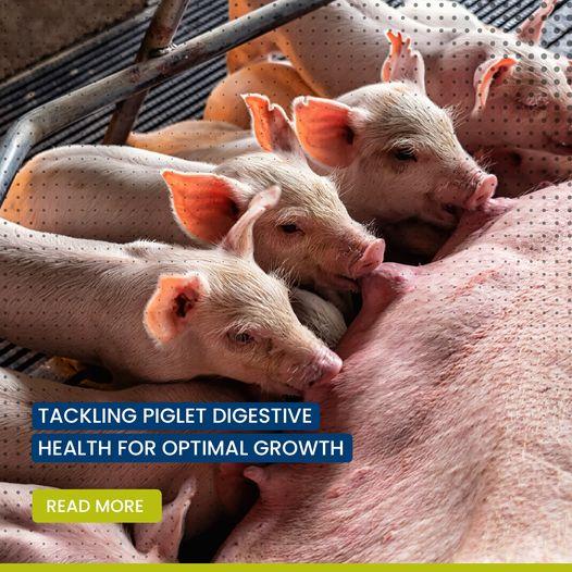 Piglet Health and Prosperity: Tackle Swine Diarrhea Challenges - 1